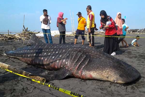  Hiu Paus Mati Terdampar di Pantai Congot, sudah Berkeliaran Beberapa Hari