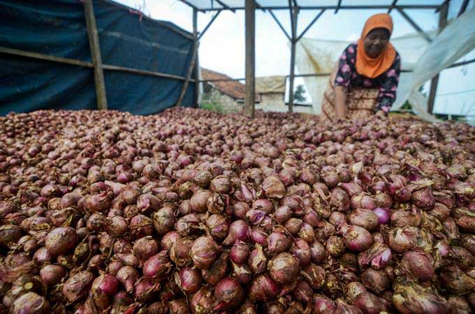 Produksi Bawang Merah Jatim Diperkirakan Surplus 277.733 Ton