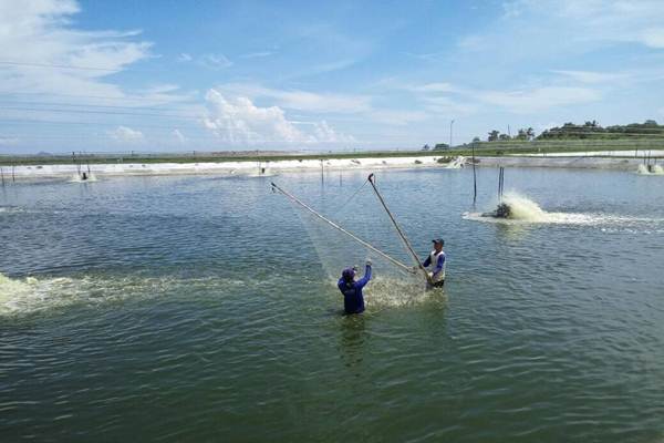 Perum Perindo saat panen ikan di Bengkayang./perumperindo.co.id
