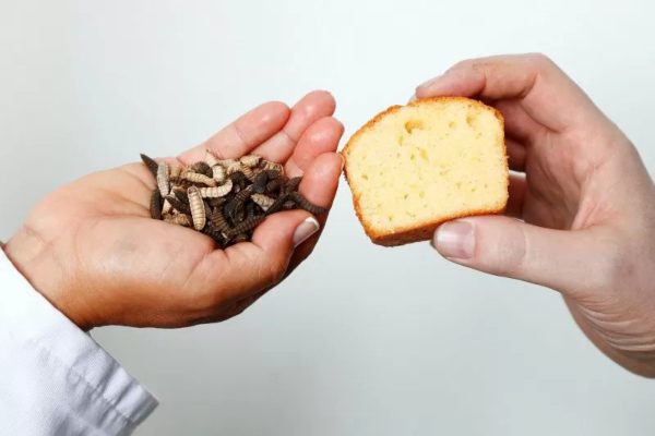 Larva lalat tentara hitam dan kue ditampilkan di Universitas Ghent, Belgia pada 27 Februari 2020./Antaranews