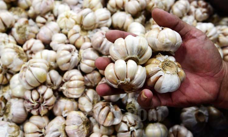  Impor Bawang Putih Disetop Akibat Corona, Produksi Domestik Perlu Dipacu