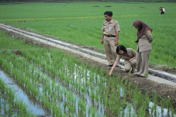  Jayawijaya Putus Kontrak 66 Tenaga Penyuluh Pertanian
