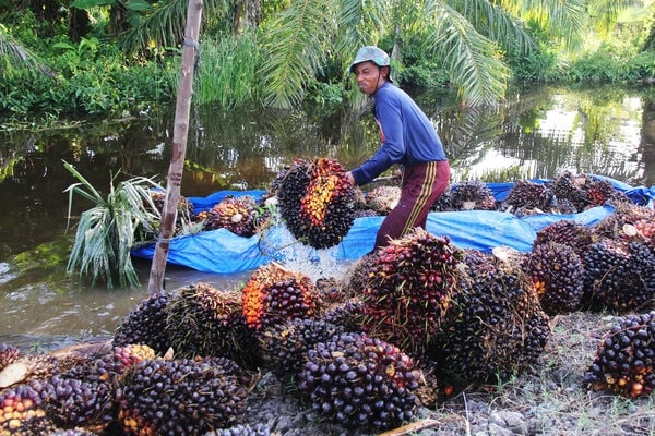  Terimbas Penurunan Harga CPO, Harga TBS di Riau Kian Susut