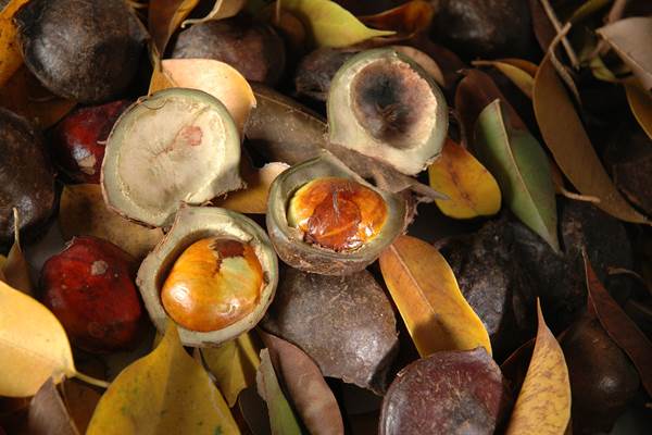  Manfaat Makan Jengkol Bagi Tubuh