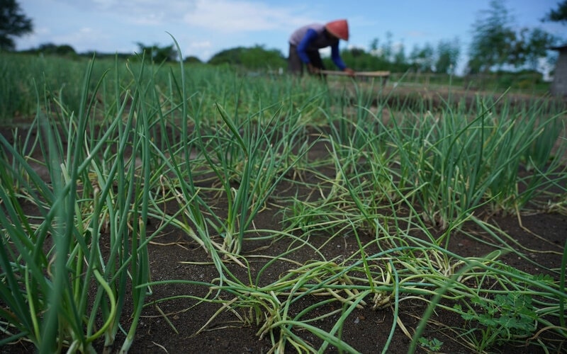  Petani Sumsel Mulai Tanam Bawang Putih