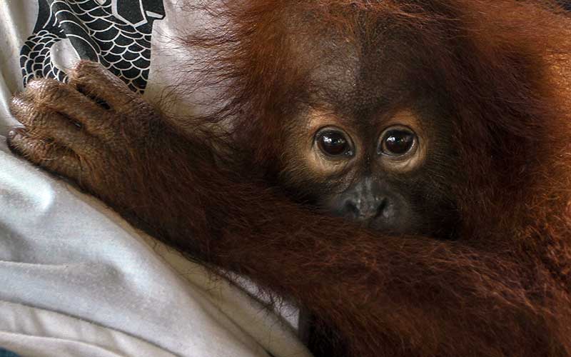  PENYELAMATAN BAYI ORANG UTAN