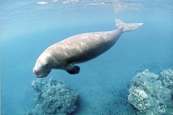  KKP Bebaskan Dugong Tangkapan Nelayan di Raja Ampat