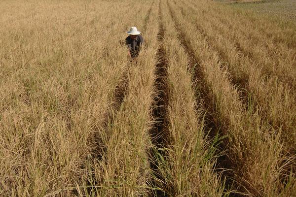  Vietnam dan Thailand Alami Kekeringan, Harga Beras Melambung