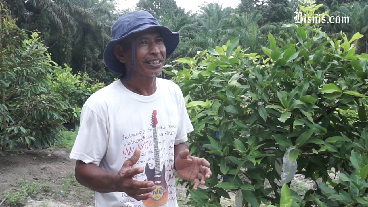  Serba Serbi Usaha, Menjelang Peremajaan Kebun Sawit