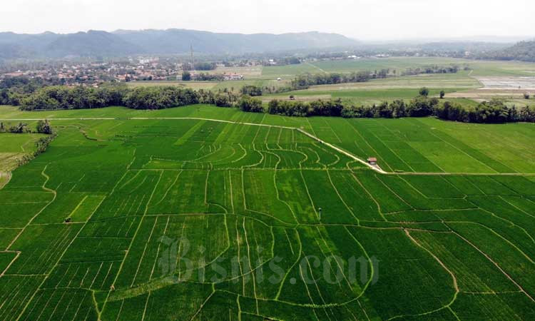  Produksi Padi Nasional Berpotensi Turun