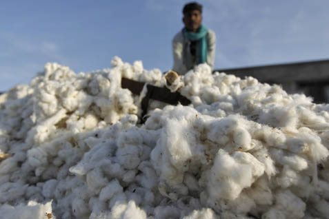  Dukung Industri Tekstil, Produktivitas Kapas Digenjot