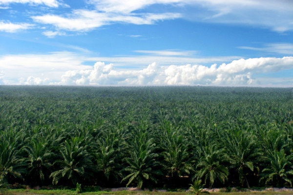  Harga Jual CPO Sampoerna Agro (SGRO) Terkerek