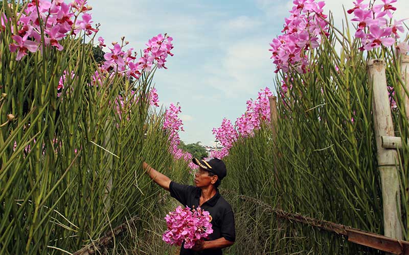  PETANI ANGGREK TERDAMPAK COVID-19