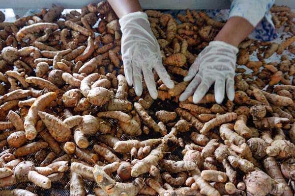  Curcumin Perkuat Daya Tahan Tubuh Hadapi Pandemi Corona