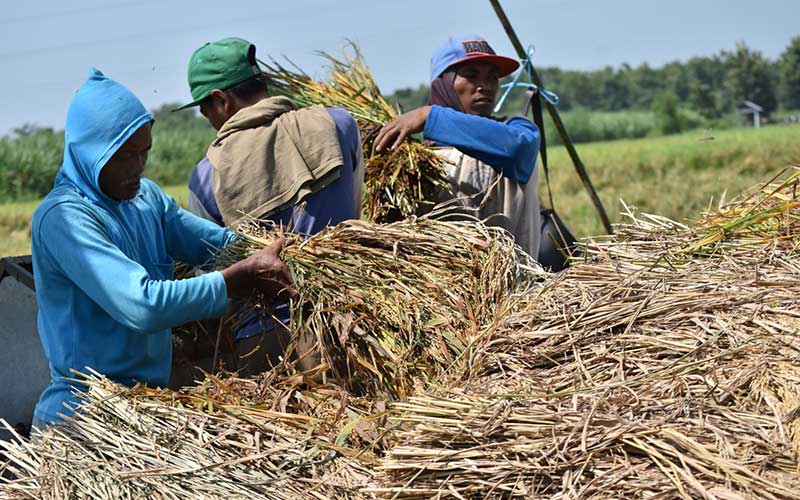  PANEN PADI DI MADIUN