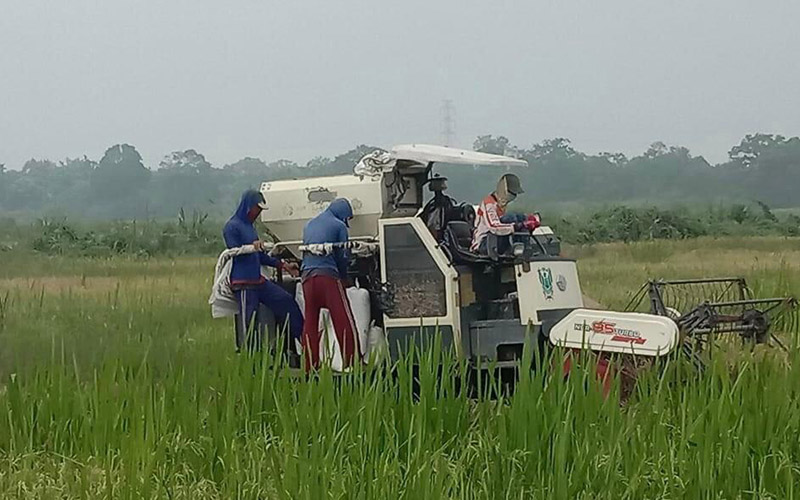  Panen Raya, Petani di Sumsel Terapkan Protokol Pencegahan Corona