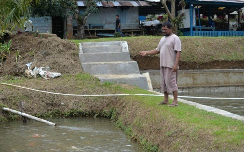  Akibat Corona, Penjualan Bibit Ikan di Tapanuli Selatan Anjlok