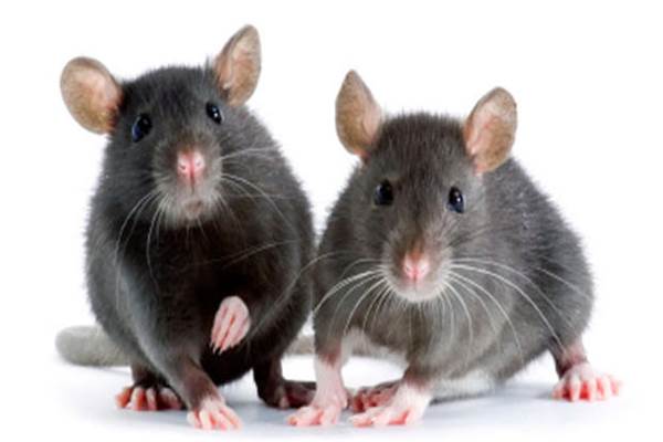 Tikus menjadi lebih agresif saat mencari mencari makanan di tenga pendemi virus Corona (Covid-19)/counterclokwise.com
