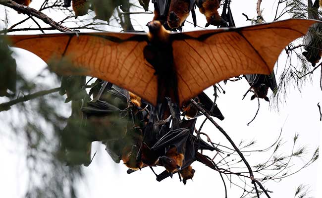 Satwa kalong (Pteropus vampyrus) ANTARA FOTO/Irwansyah Putra