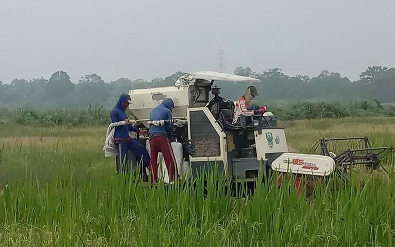  Di Tengah Pandemi Corona, Upah Buruh Tani Naik 0,15 Persen