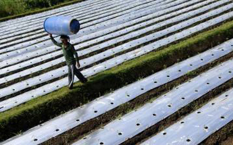  Teknik Kemul Sawah Tingkatkan Produktivitas Padi di Kulonprogo, Bagimana Metodenya?