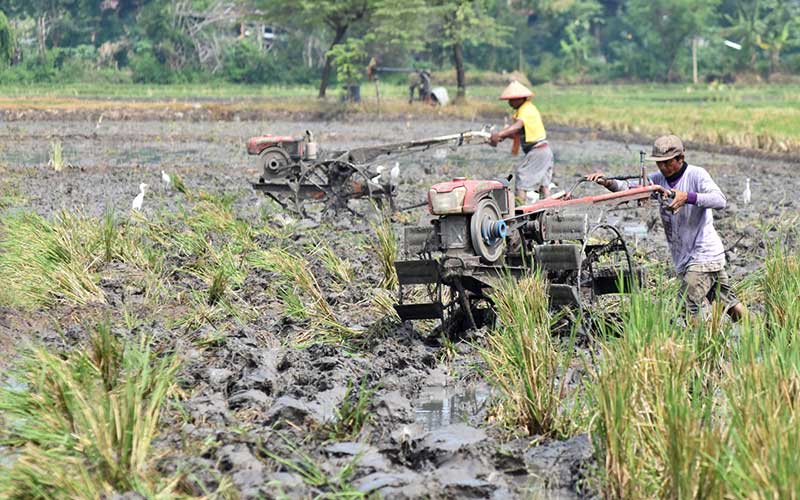  PERSIAPAN MUSIM TANAM PADI