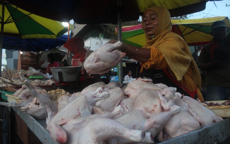  Harga Daging Ayam di Kabupaten Cirebon Anjlok Menjadi Rp22.500 per Kilo