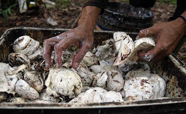  Kementerian PUPR Akan Beli Hasil Karet Petani Rp100 Miliar