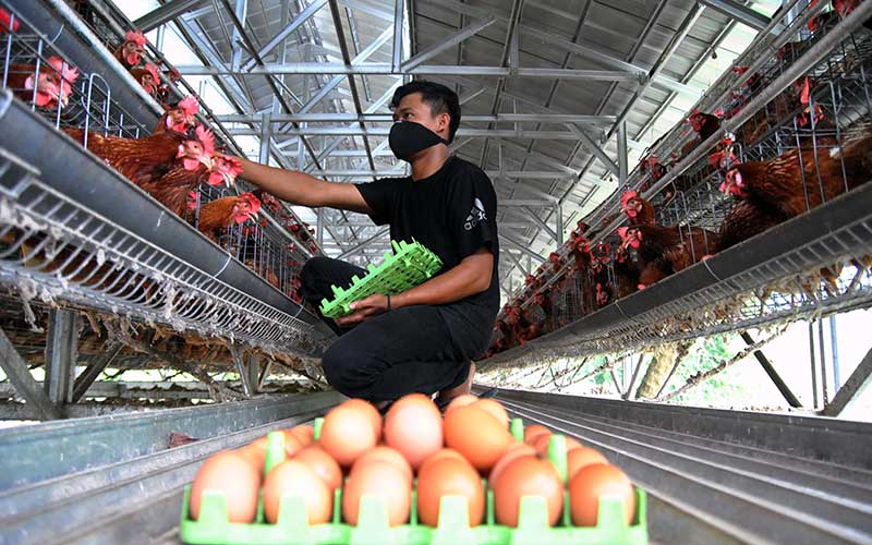  HARGA TELUR AYAM NAIK