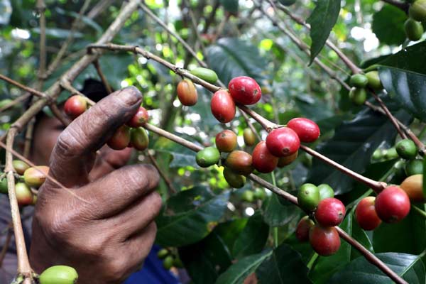  Penjualan Biji Kopi di Pasar Domestik Turun