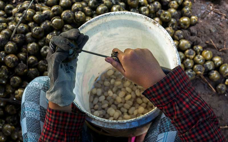  PERMINTAAN KOLANG KALING MENINGKAT