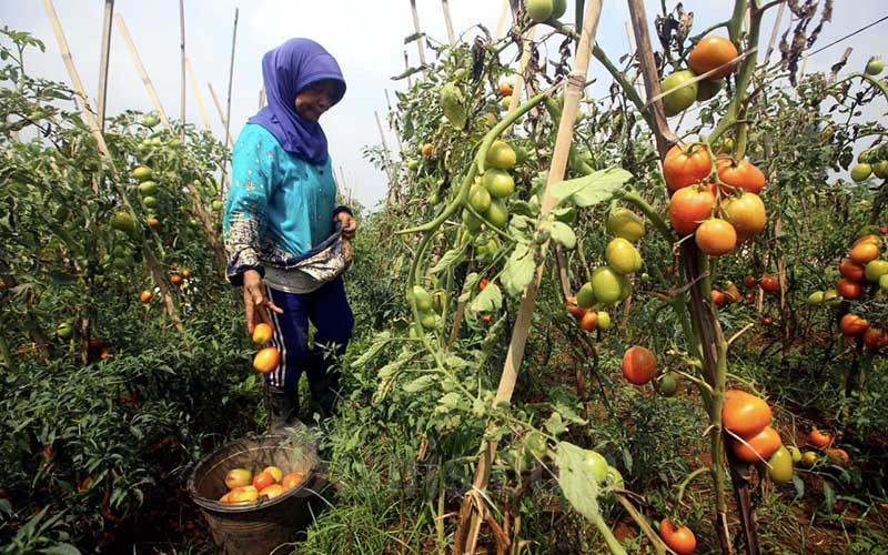  STIMULUS UNTUK PETANI