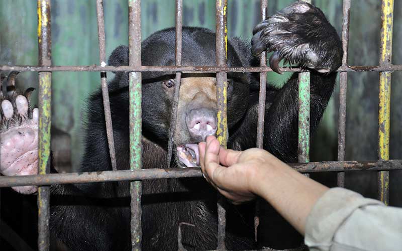  SATWA KEBUN BINATANG TERANCAM KELAPARAN