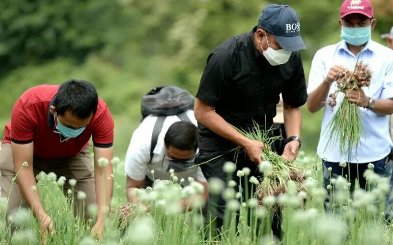  Di Masa Covid-19, Petani Deliserdang Panen Bawang Merah