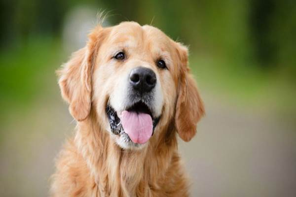  Anjing Dilatih untuk Bisa Deteksi Aroma Virus Corona pada Manusia