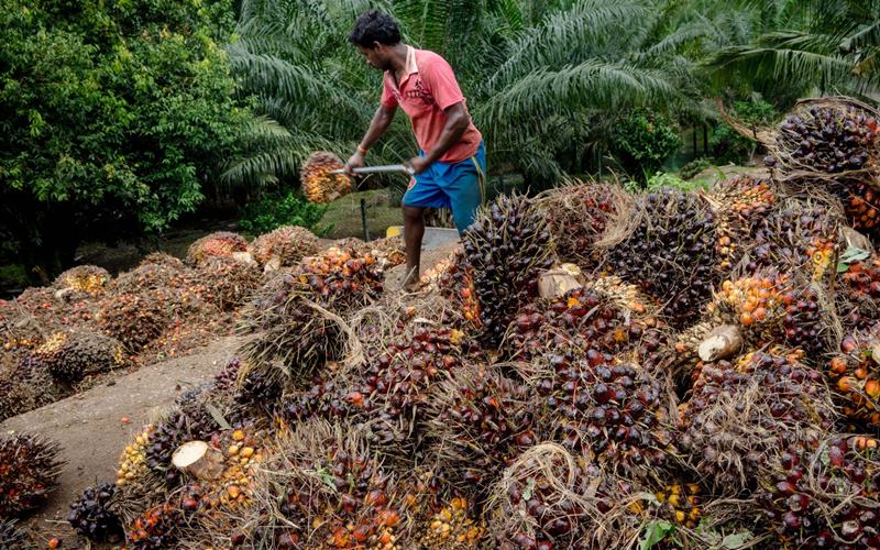  Level Harga TBS Perkuat Petani Sawit Riau di Masa Covid-19