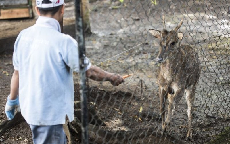  Susi Pudjiastuti Tawarkan Pelihara Rusa yang Kelaparan di Taman Satwa, Tapi..