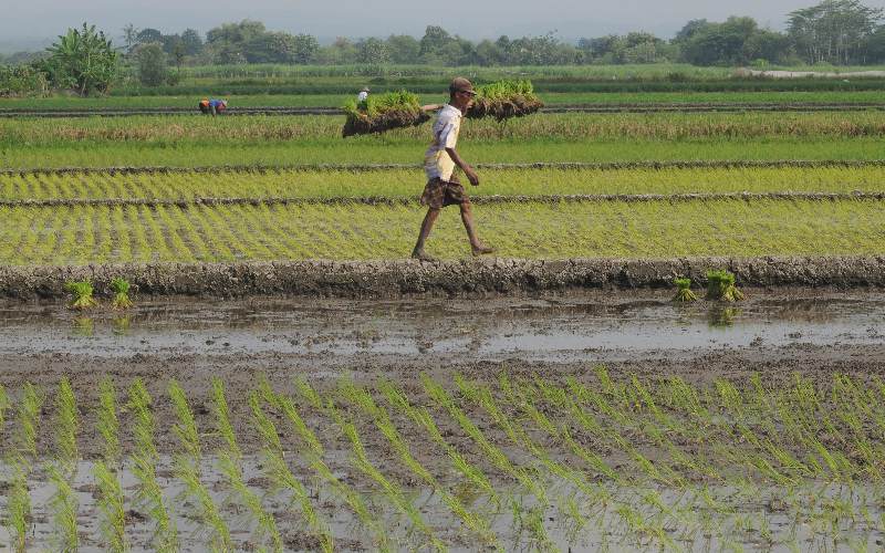  BPS : Sektor Pertanian Bisa Ungkit Ekonomi Kuartal II/2020