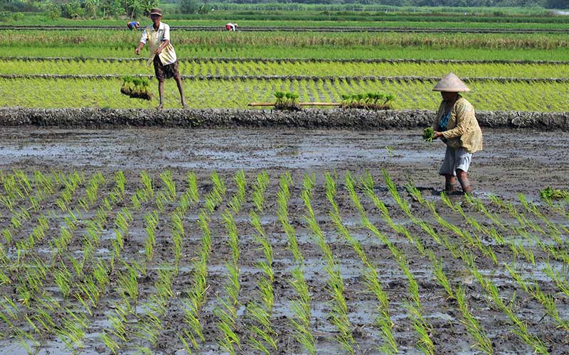  PEMBUKAAN LAHAN SAWAH BARU
