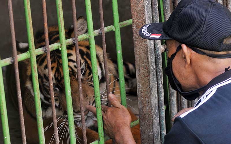  KONDISI BINATANG SAAT PANDEMI COVID-19