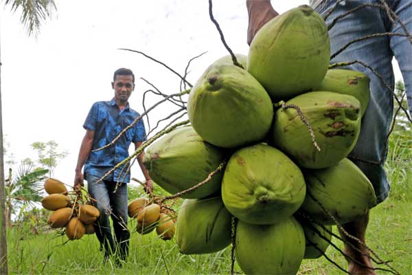 Pedagang musiman membawa buah kelapa /Antara-Irwansyah Putra
