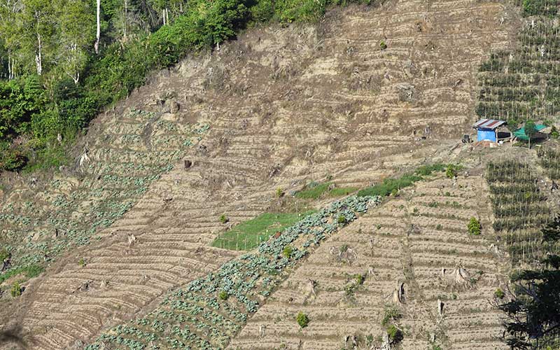  ALIH FUNGSI HUTAN UNTUK KEBUN