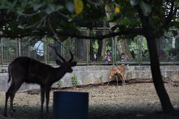 Untuk Penuhi Pakan Satwa, Kebun Binatang Bandung Pangkas Gaji Pegawai