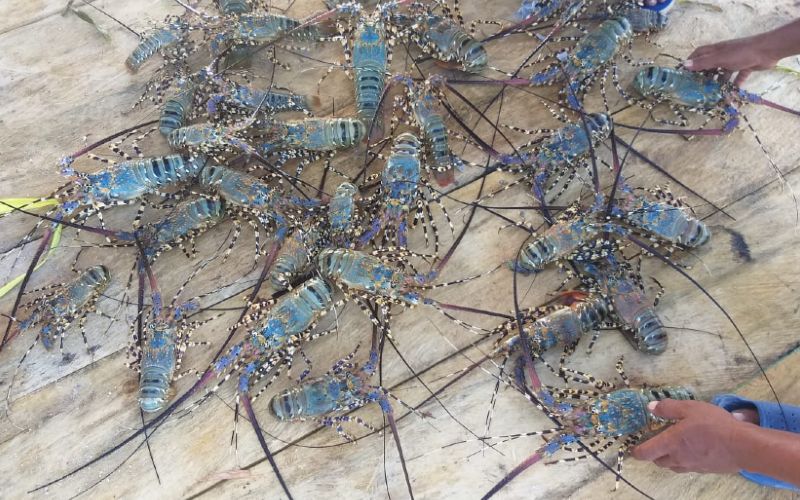  Taman Nasional Wakatobi Dorong Budidaya Lobster Mutiara