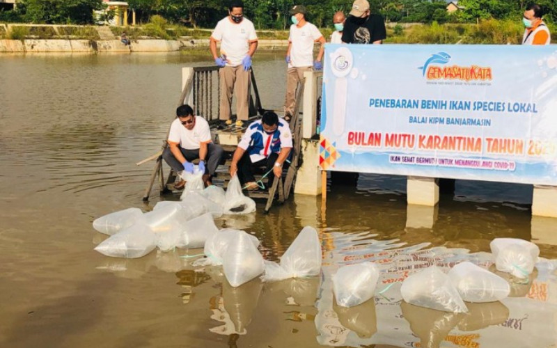  Ikan Pupuyu, Plasma Nutfah Asli Kalimantan yang Dilestarikan