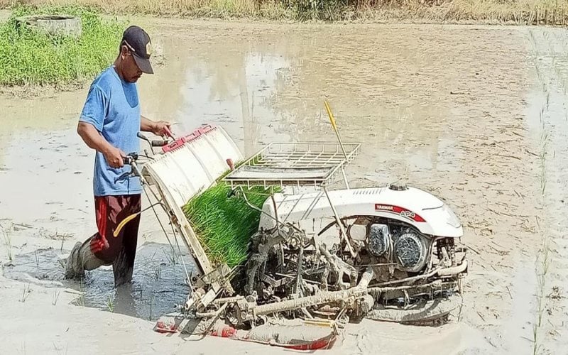  Alhamdullilah, Upah Nominal Buruh Tani Naik di Masa Pandemi