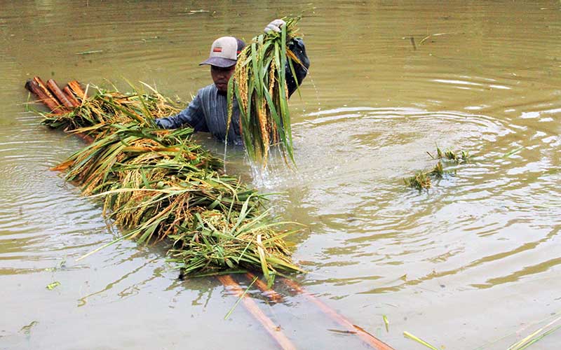  PANEN PADI SAAT BANJIR DI ACEH UTARA