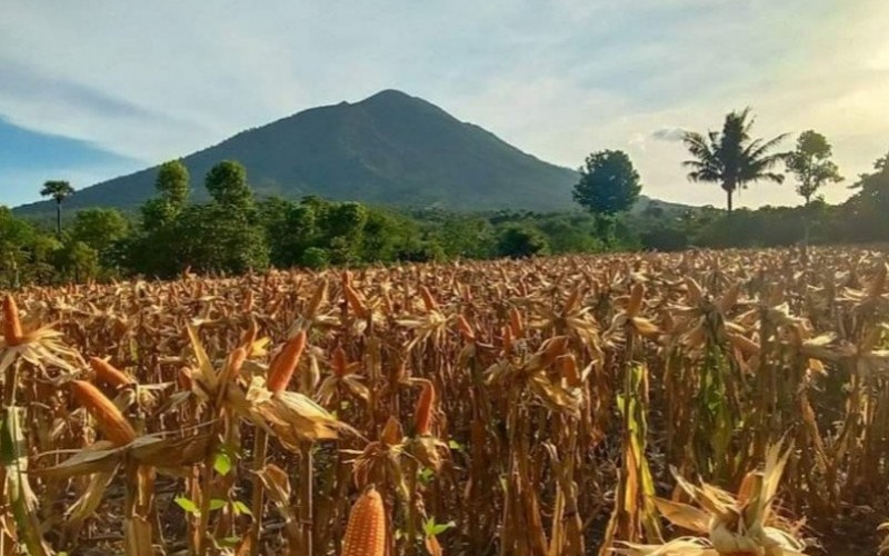 NTT Akan Menanam Jagung 10.000 Hektare Tahun Ini