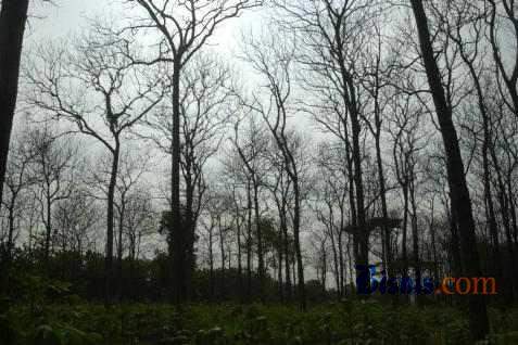  Dampak Virus Corona, Pengusaha Hutan Berharap Pemulihan Pada Paruh Kedua 2020