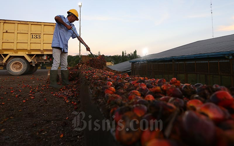  Petani Sawit Kaltim Bisa Akses Harga TBS Terkini, Begini Caranya